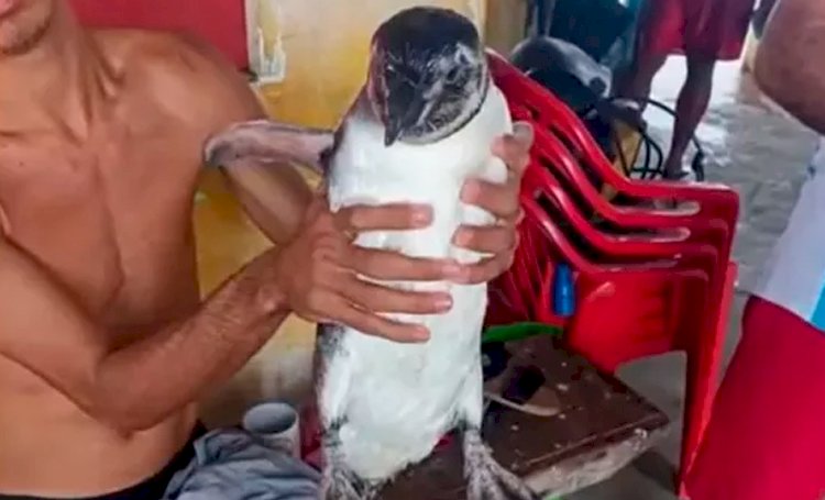 Pinguim é encontrado em praia no subúrbio de Salvador; dois casos foram registrados no mesmo dia.
