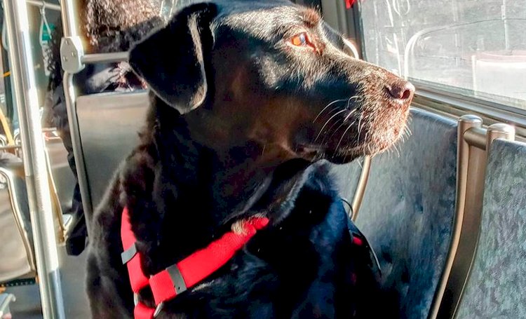 Morre cadela conhecida por fazer viagens de ônibus sozinha e agência de transporte lamenta