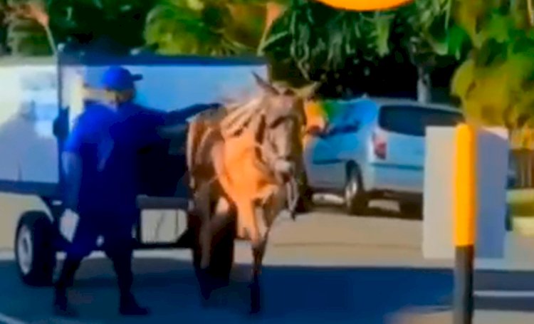 Imagens mostram cavalo puxando carroça para coleta de lixo em condomínio em Guarajuba-BA.